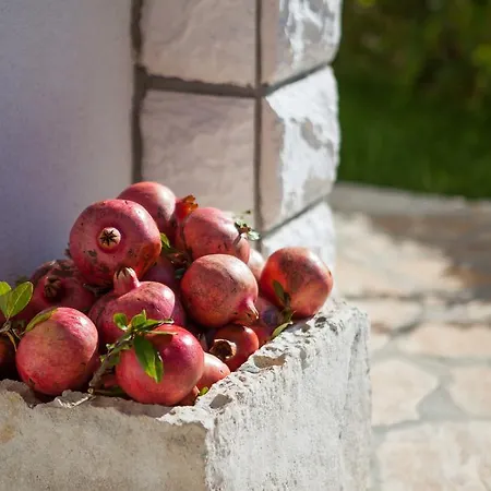 Panorama تروغير